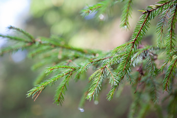 Spruce branch in the forest