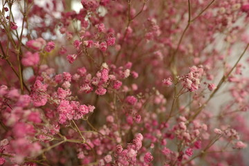 Marco view of colorful Gypsophila in full blossom creamy style