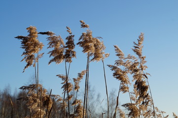 dry reed close-up on a clear day