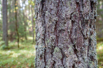 Obraz premium Pine bark texture with lichen on it