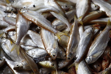 Cleaning and filleting a fresh fish.