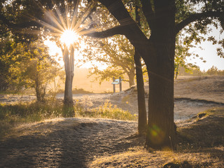 Sunstar through tree ethereal photo. zonneschijn door boom in duinen bij Westenschouwen