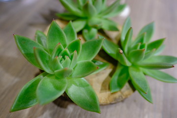 Cute green plant for interior decoration