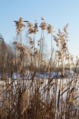 Obraz premium dry reed on winter lake on a clear day