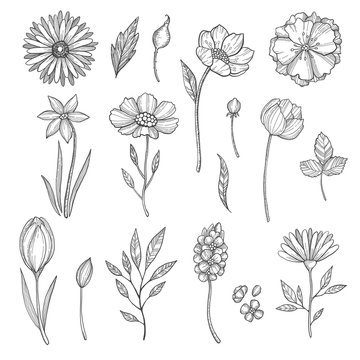 Hand drawn flowers. Vector various pictures of plants. Illustration of flower and plant, floral leaf sketch