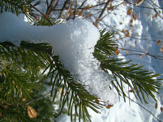 Snow on spruce branches close up