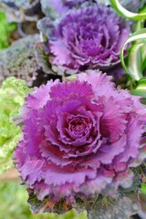 Green plant and purple flower vegetable for interior decoration