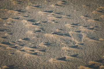 Beach sand stuck on shells forms beautiful shadow patterns in evening sunshine.