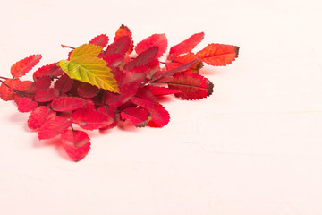 Naklejka na ściany i meble Autumn elegant composition with red and green leaves on pink background