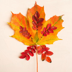 Autumn composition. Fall leaves texture design on pastel pink background