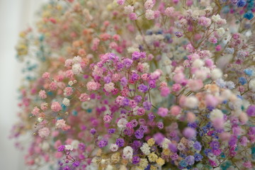Marco view of colorful Gypsophila in full blossom creamy style