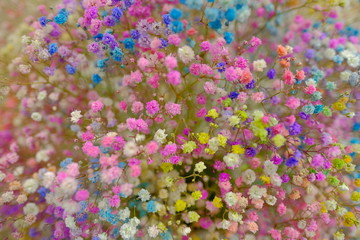 Marco view of colorful Gypsophila in full blossom creamy style
