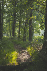 path in forest. sun coming through the trees with shadows on path. early morning walk in the Oisterwijkse Bossen en Vennen.