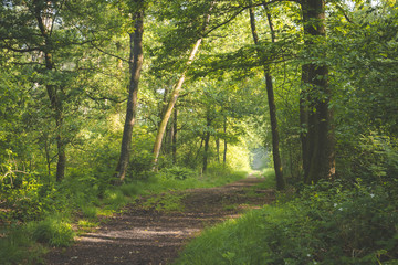 Path in forest. sun coming through the trees with shadows on path. early morning walk in the Oisterwijkse Bossen en Vennen.