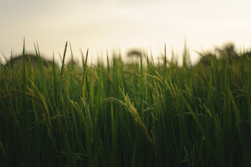 Green rice plants.