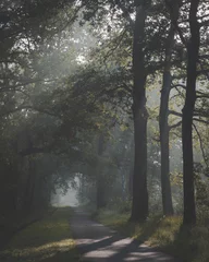 Fototapeten Sunlight coming through trees and foggy misty conditions on cycling and walking path. Zonlicht door de boomtoppen en mist over fietspad in Oisterwijkse Bossen en Vennen. © Peter Nolten