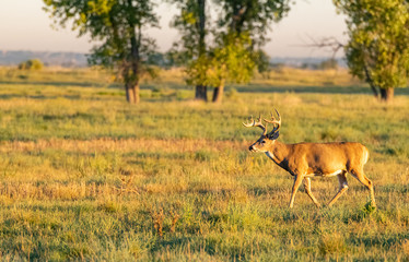 Naklejka na ściany i meble A Beautiful White-tailed Deer Buck in the Autumn Morning Sun