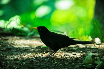 Fototapeta premium Black Bird with Orange Beak in the Forest