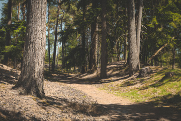 Sunny path through trees. Zonnige pad tussen bomen bij Driebergen-Zeist