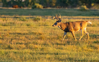 A Beautiful White-tailed Deer Buck in the Autumn Morning Sun