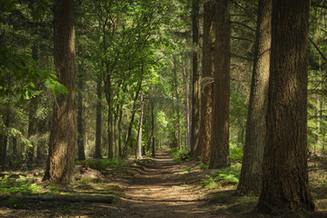 Fototapeta na wymiar Path in the shade and shadow through green lush forest. Wandelpad in de schaduw door bos bij Driebergen-Zeist