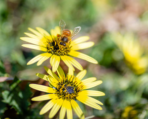 A single black and yellow bee on a yellow daisy flower in the bright summer  sunlight in Melbourne Australia

