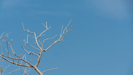 branches of a tree against blue sky
