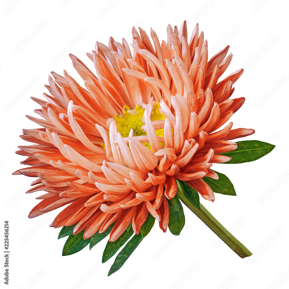 Wall mural vermilion yellow flower aster isolated on a white background. close-up. flower bud on a green stem w