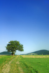 Fototapeta na wymiar Idyllic landscape, lonely tree among green fields