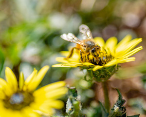 A single black and yellow bee on a yellow daisy flower in the bright summer  sunlight in Melbourne...