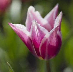 Fototapeta premium Claudia Tulip