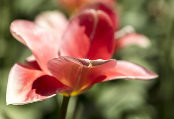 Obraz na płótnie Canvas Spring Tulip