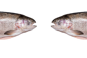 Fresh fish. Trout on white background.