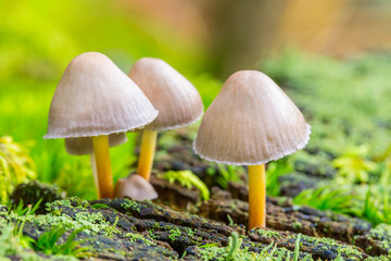 Group of small mushrooms with yellow stalks