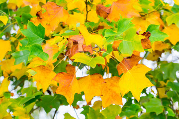 Yellow and green leaves of tree in autumn