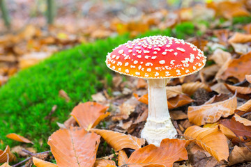 One blooming red fly agaric in forest