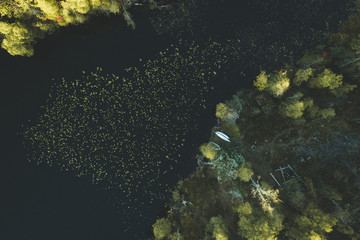 The forest seen from drone
