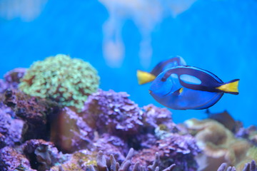 Fototapeta na wymiar Beautiful Fish in the deep blue sea 