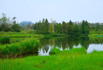 Fototapeta na wymiar Beautiful nature lake landscape view with reflection of fresh green tree in Hong Kong