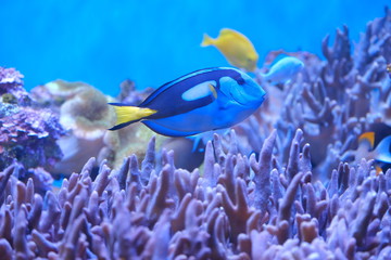 Beautiful Fish in the deep blue sea 