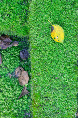 Obraz premium 苔と秋