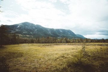 Fototapeta premium The Vassfaret forest in Norway