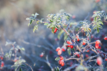 Red rosehip berries with snow. A wild rose shrub with frost and a blue sky in the background. First frost in autumn. Hoarfrost on dogrose branches fna leaves.