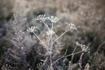 Hoarfrost on dry grass in meadow. Frost covered grass or wild flowers. First frost in autumn countryside meadow. Winter background.