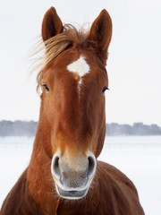 Suffolk Punch in the Winter