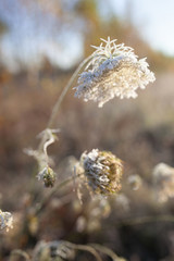 Hoarfrost on dry grass in meadow. Frost covered grass or wild flowers. First frost in autumn countryside meadow. Colorful background.