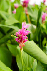 Curcuma alismatifolia