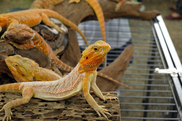 Bearded dragon