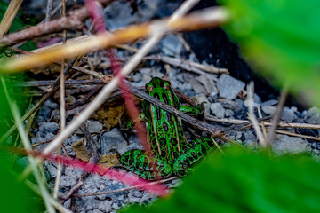 Looking down at a vibrant green and black spotted leaopord frog hiding in somge grass and twigs