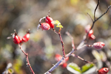 Red rosehip berries with snow. A wild rose shrub with frost and a blue sky in the background. First frost in autumn. Hoarfrost on dogrose branches.